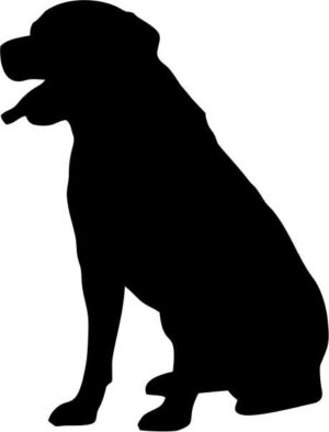 labrador