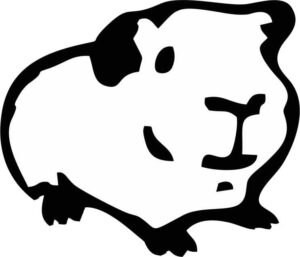 Guinea Pig